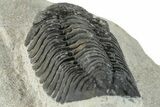 Detailed Morocops Trilobite - Ofaten, Morocco #287375-2